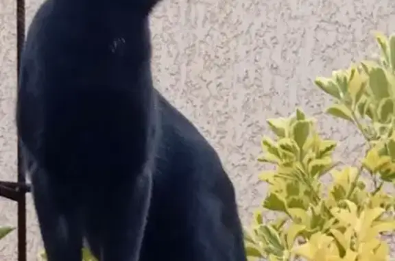 Chat noir perdu, pelade cou, Gignac-la-Nerthe - photo