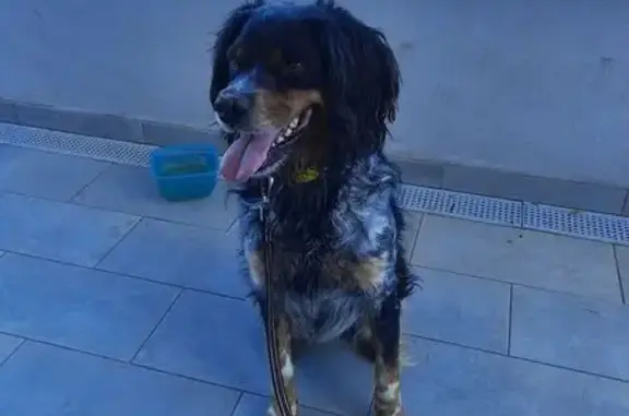 Chien trouvé , photo: Deux épagneuls tricolores trouvés à Castagnola