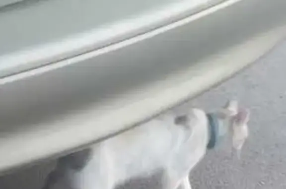 ¡Gata Perdida! Blanca con Manchas Negras