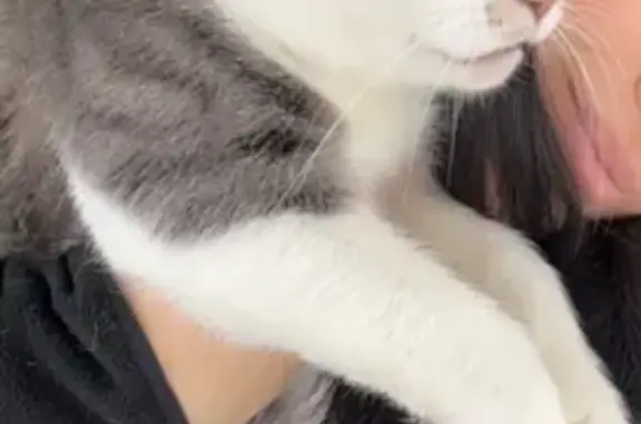 Chat perdu : blanc/gris, collier vert, Dreux - photo