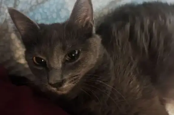 ¡Ayuda a Encontrar a Gata Gris Perdida!