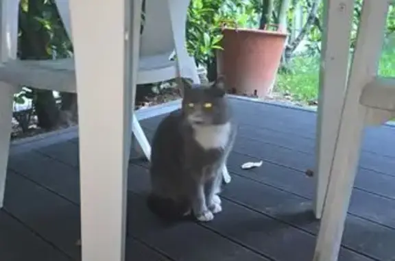 Chat trouvé Nanterre, photo: Chat gris trouvé, tache blanche, Nanterre