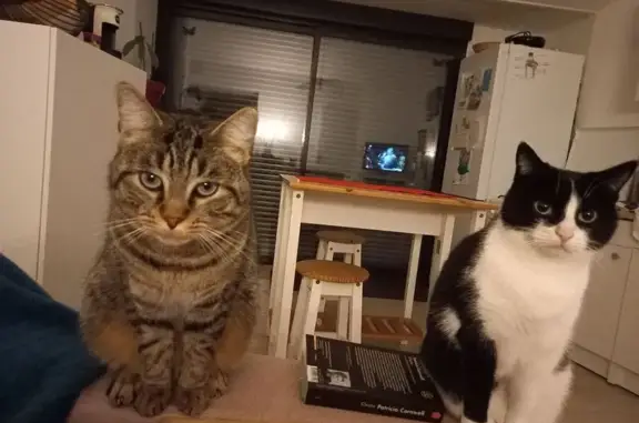 Chat européen perdu à Givrand, oreille fendue - photo