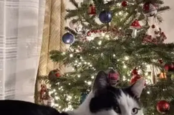 Animaux perdus , photo: Chat perdu : Leo, mâle noir et blanc