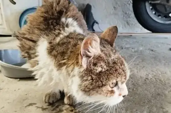 Chat âgé trouvé et reparti, Castres - photo