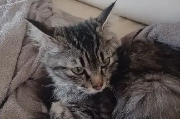 Jeune chatte grise trouvée à Campbon - photo