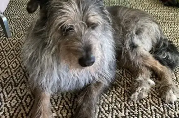 Chien gris vairons trouvé à Nîmes - photo