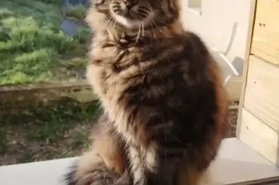 Chaton câlin perdu à Cahagnes - photo