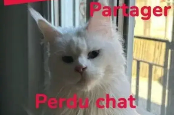 Chatte Maine Coon blanche perdue à Sallaumines - photo