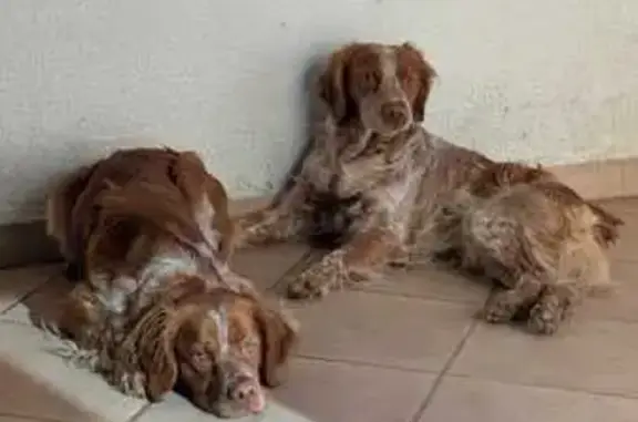 Chien perdu , photo : Saxo et Vadrouille perdus à Courry