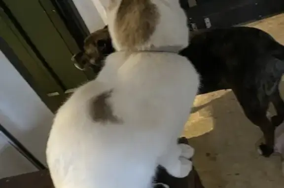 Gata Blanca Perdida con Manchas y Ojos Azules