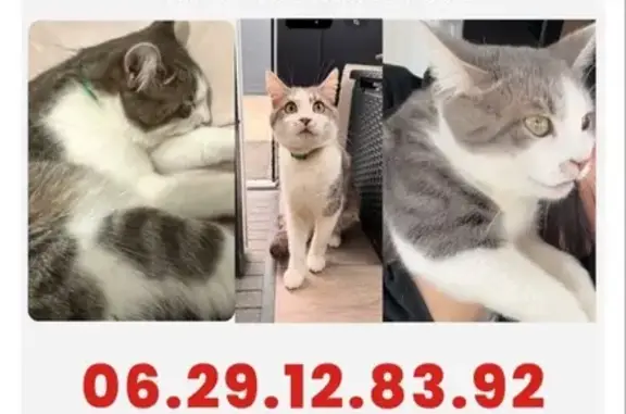 Chat perdu : européen gris collier vert Dreux - photo