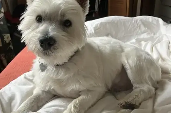 Chien perdu : Tali suivait des promeneurs - photo