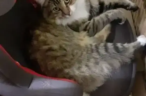 Animaux perdus Ailly-sur-Somme, photo: Chat tigré perdu à Ailly-sur-Somme