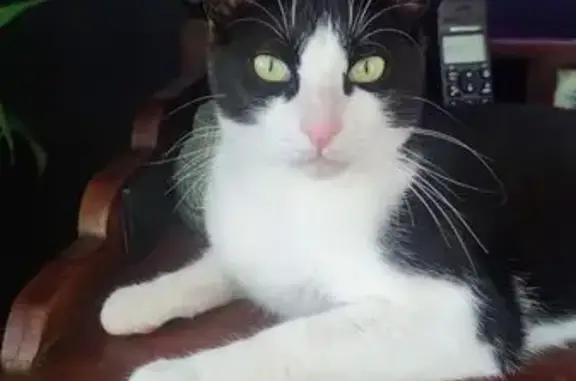 ¡Ayúdanos a encontrar a Rafaelito! 🐾