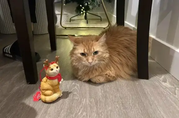 Lost Shy Orange Cat in West Valley City