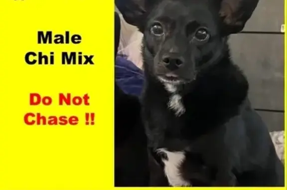Missing: Shy Black Dog with Big Ears