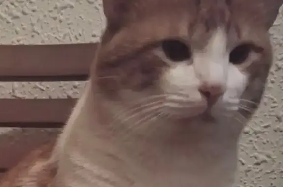 ¡Gato Perdido en Sagunto: Blanco y Canela!