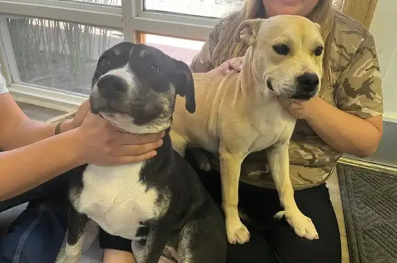 Found: Two Friendly Pups on We...