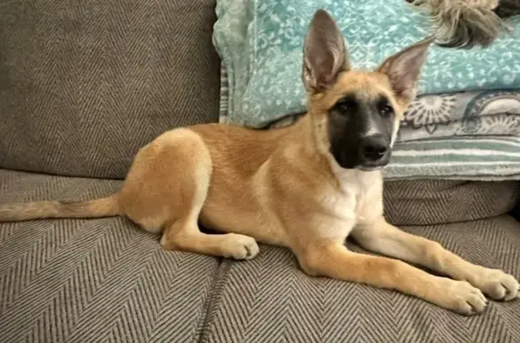 Lost Dog: Tan Pup with Black Face in PHX
