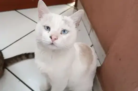 ¡Gato Perdido! Ojos Azules y Colita Rayada