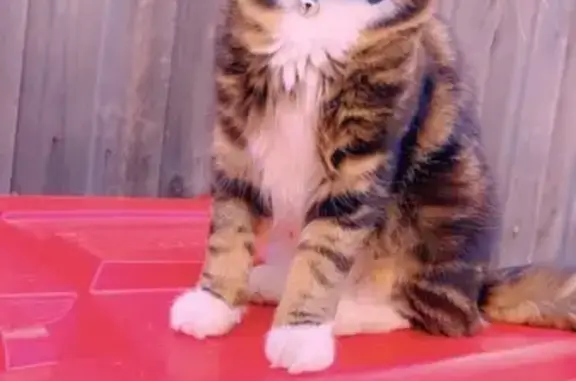 Fifi's Safe Return: Melbourne Miracle