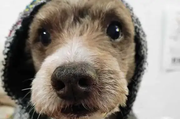 ¡Perro Café Sin Pelo Perdido en CDMX!