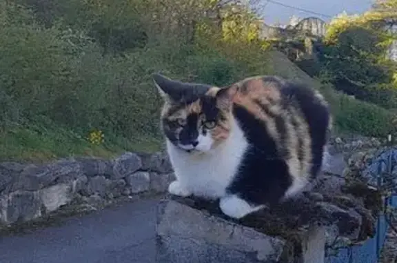Chat perdu, Viviers-du-Lac, photo: Chatte tricolore perdue à Viviers-du-Lac