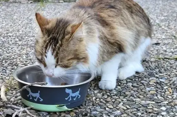 Animaux trouvés Châteauneuf-Grasse, photo: Chat trouvé à Châteauneuf-Grasse
