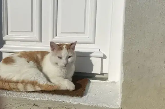 Chat perdu, , photo: Chat perdu à Colombe-lès-Vesoul