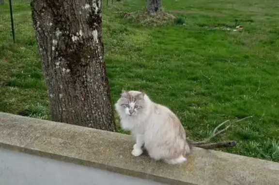 Chat trouvé Belmont-de-la-Loire, photo: Chat blanc-crème trouvé, castré, affectueux
