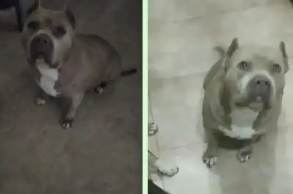 Perro Canela Perdido en Carretera a Mas Trader