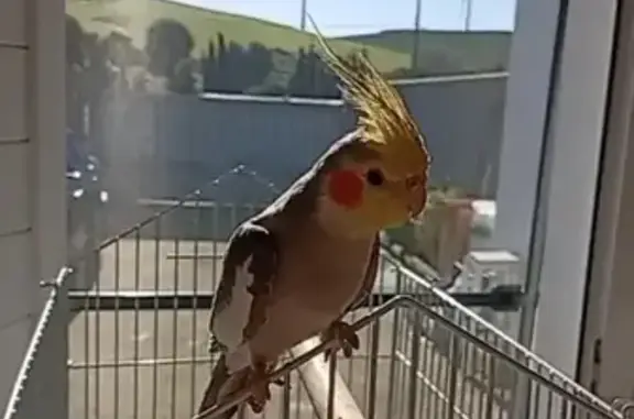 Ave Perdida en Tarifa: Plumaje Único