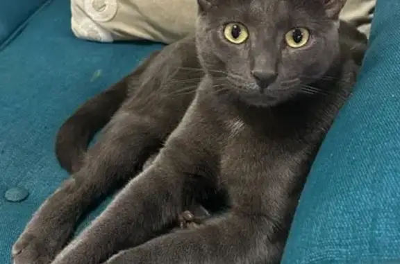 Lost Grey Cat on Odin Rd, Stirling