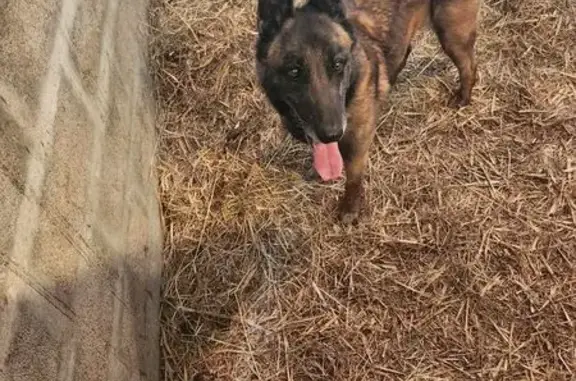 Animaux trouvés , photo: Malinois trouvé sans collier à Gouffern