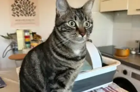 Animaux perdus Bordeaux, photo: Chatte tigrée perdue à Bordeaux