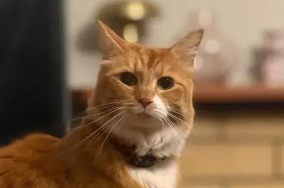 Lost Ginger Cat: Pooley St, Buronga