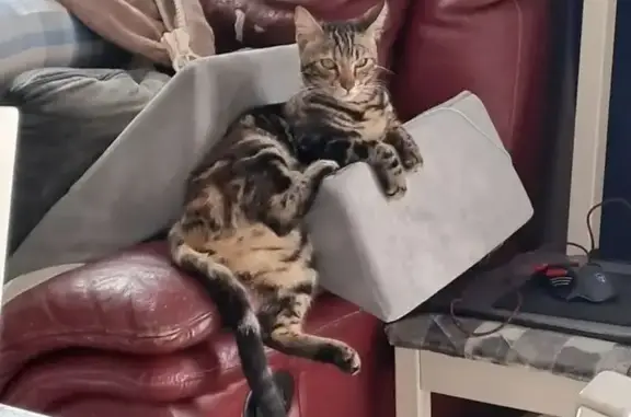 Chatte perdue avec collier, Vauvert - photo