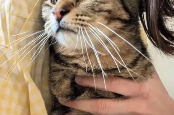 Animaux perdus La Seyne-sur-Mer, photo: Chat tigré perdu à La Seyne-sur-Mer