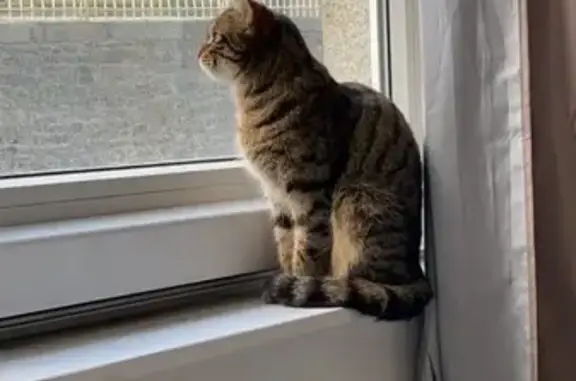 Chatte tigrée perdue à Vire Normandie - photo