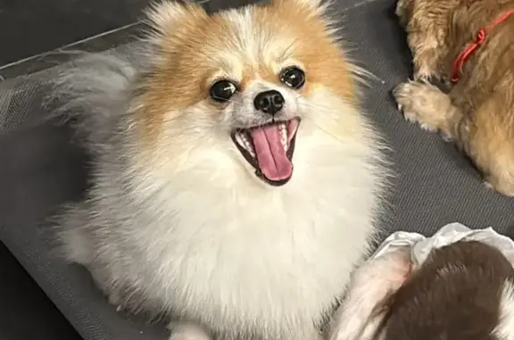 Help Find Yuanbao: Missing Pomeranian!