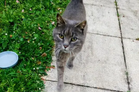 Chatte grise trouvée à Orvault - photo