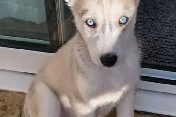 Animaux perdus , photo: Chien sable 3 mois perdu, collier rose