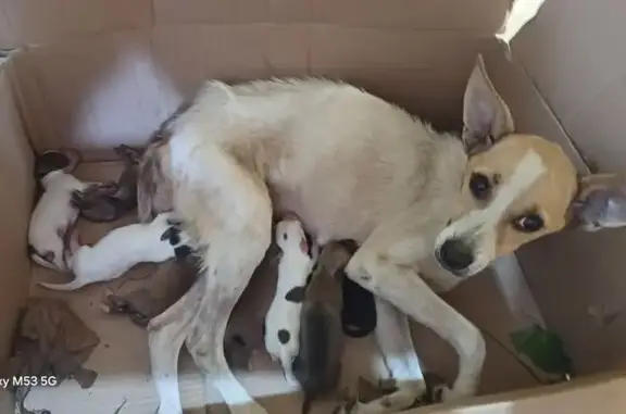 cachorro encontrada