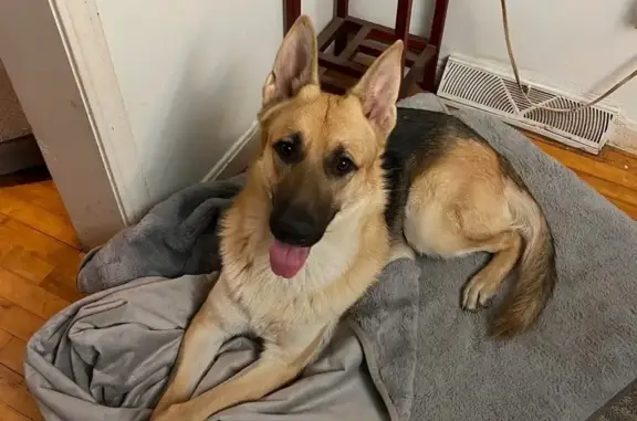 Lost Friendly German Shepherd on Clover St