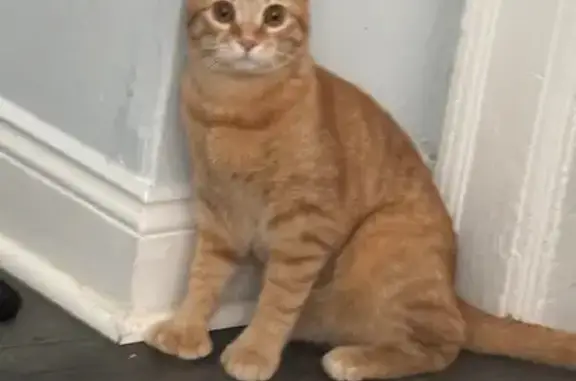 Help Find Orange: 6-Toed Cat Lost in Syracuse