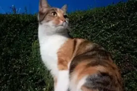 Animaux perdus Péronne, photo: Chatte tricolore perdue à Péronne