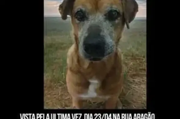 cachorro desaparecida