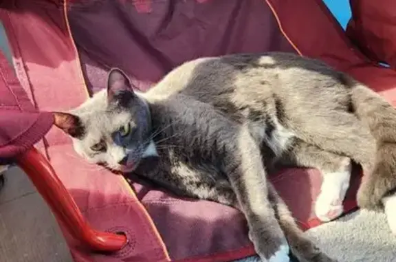 Help Find Boots: Lost Cat in Lake Butler