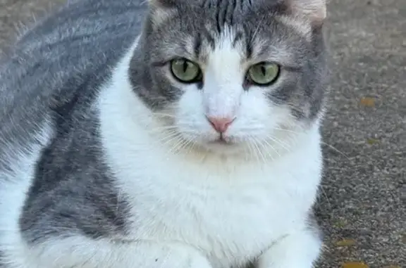 Lost Cat: Grey/White, Chipped Ear, NE 23rd